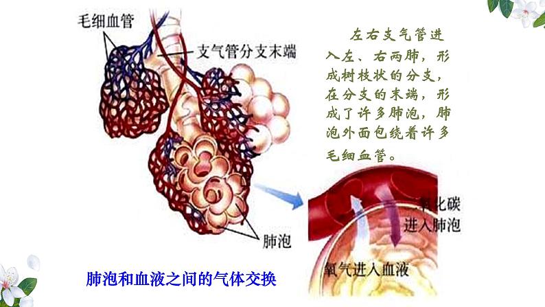 (人教七下)4.3.2 发生在肺内的气体交换(第二课时) 课件05