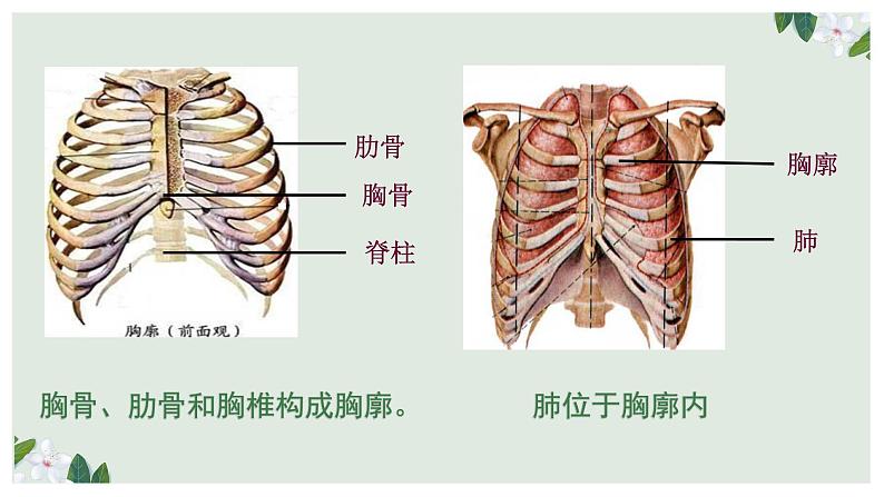 (人教七下)4.3.2 发生在肺内的气体交换(第一课时) 课件04