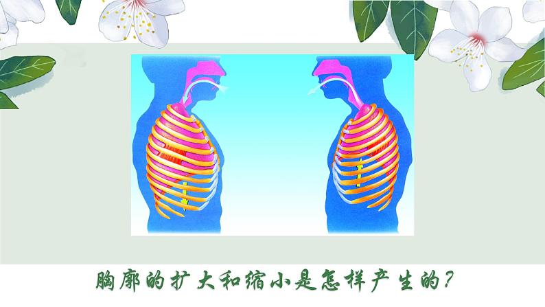 (人教七下)4.3.2 发生在肺内的气体交换(第一课时) 课件06