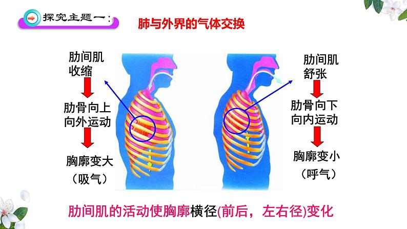(人教七下)4.3.2 发生在肺内的气体交换(第一课时) 课件07