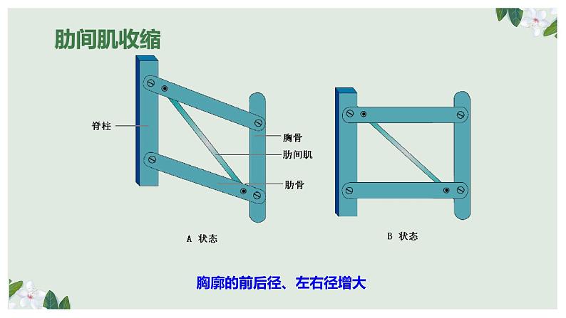 (人教七下)4.3.2 发生在肺内的气体交换(第一课时) 课件08