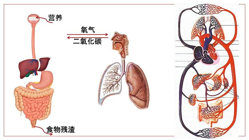 (人教七下)4.4.1 流动的组织——血液第1页
