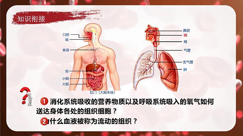 (人教七下)4.4.1 流动的组织——血液 by 唐山大兄第3页
