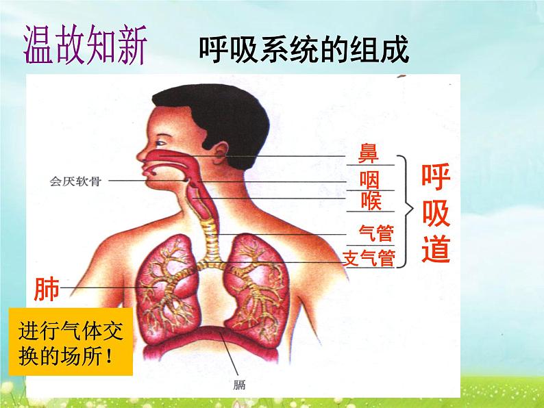 (人教七下)4.3.2 发生在肺内的气体交换 © 玖叁第1页