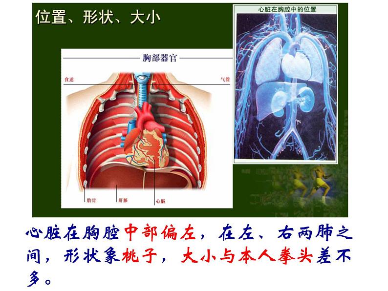 (人教七下)4.4.3 输送血液的泵-心脏 © 小花花课件第4页