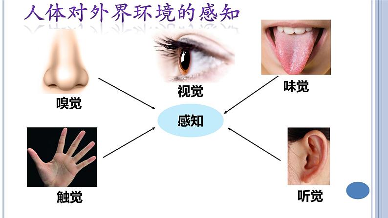 (人教七下)4.6.1人体对外界环境的感知(第一课时) by Kiki课件第4页