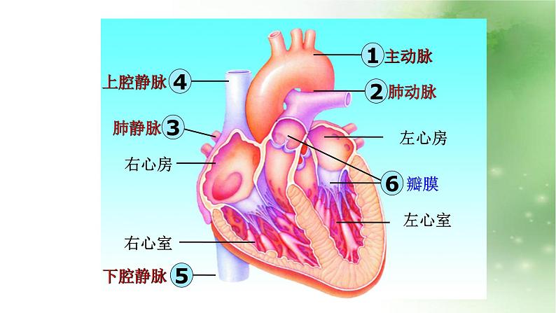 人教版初中生物七年级下册第四单元第四章 第3节 输送血液的泵-心脏 课件(18张PPT)第4页