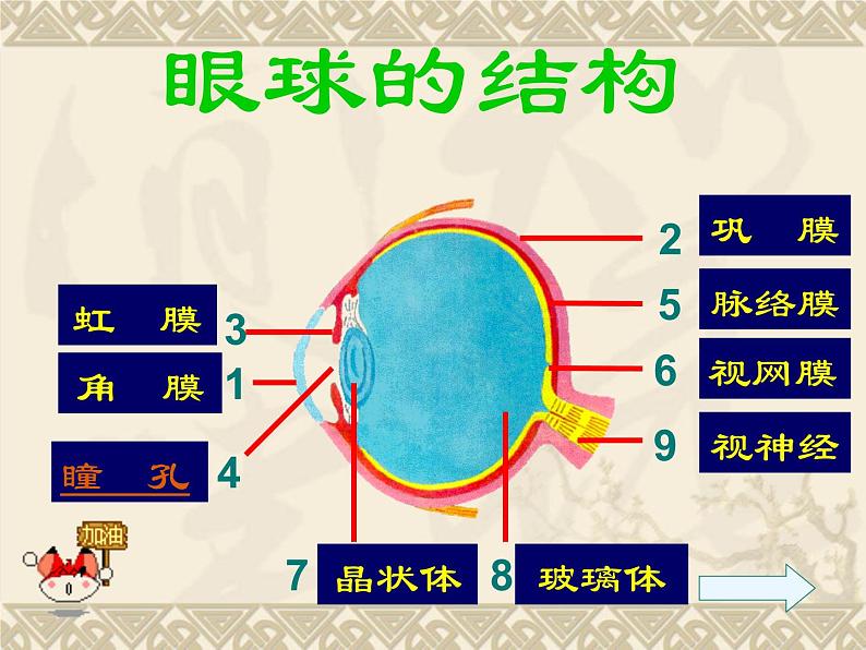 人教版生物七年级下册4.6.1人体对外界环境的感知 课件(14张PPT)05