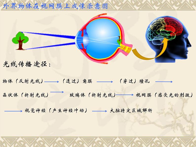 人教版生物七年级下册4.6.1人体对外界环境的感知 课件(14张PPT)07