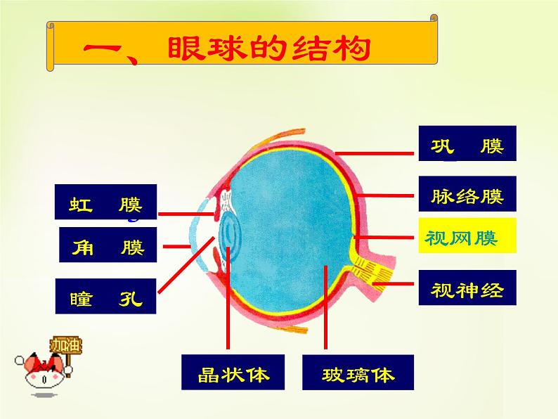 人教版生物七年级下册6.1人体对外界环境的感知 课件(24张PPT)第6页
