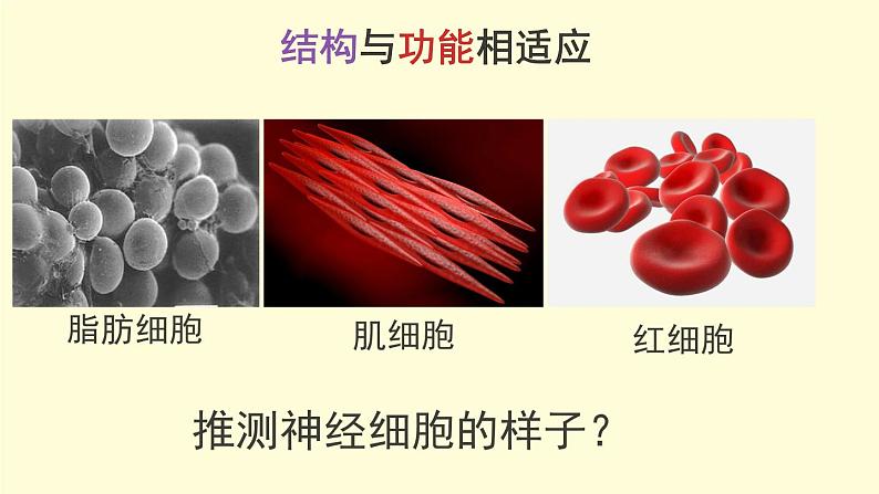 北京版生物七年级下册课件 8.1 神经系统的组成-- 神经元的结构和功能(18张PPT)第6页