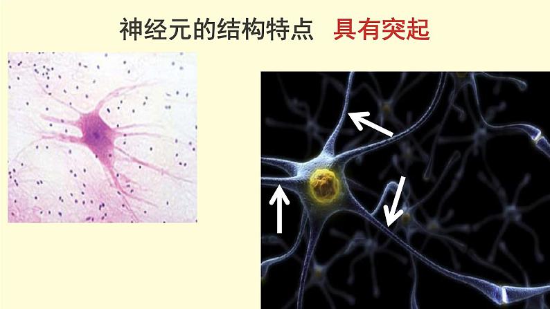 北京版生物七年级下册课件 8.1 神经系统的组成-- 神经元的结构和功能(18张PPT)第8页