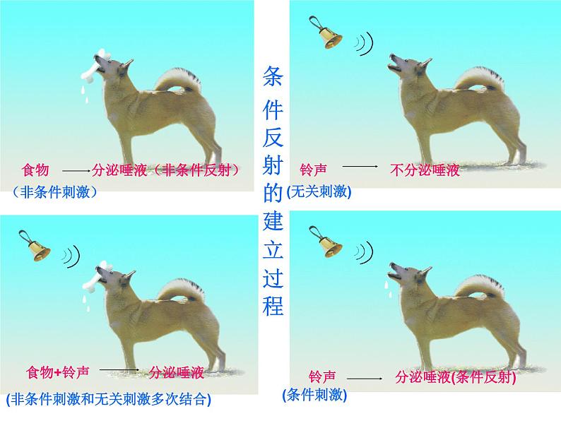 苏教版七年级下册生物 4.12.2人体的神经调节 课件 (24张PPT)第7页