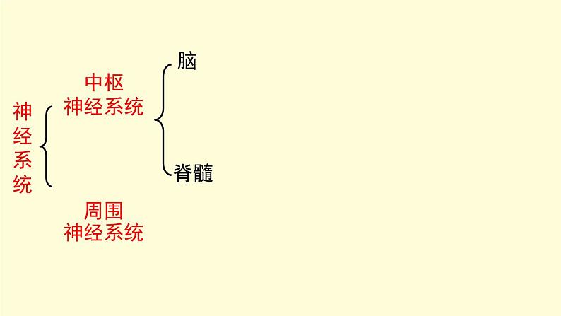 京改版生物七年级下册课件 8.1 神经系统的组成(17张PPT)第4页
