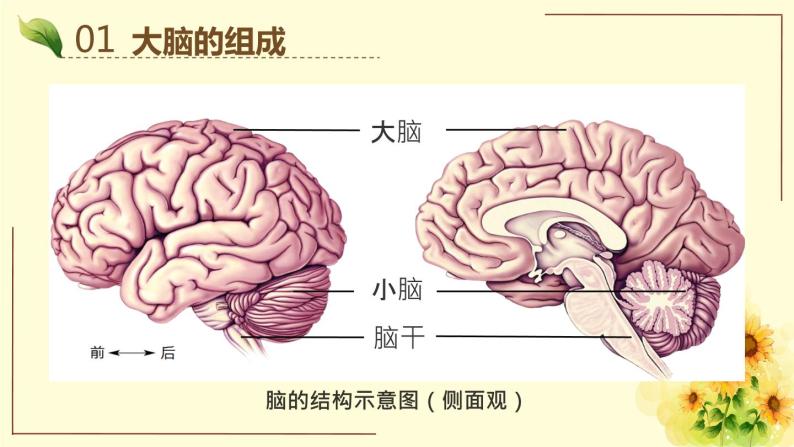 京改版生物七年级下册课件 8.1 神经系统的组成（17张PPT）05