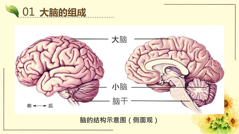京改版生物七年级下册课件 8.1 神经系统的组成(17张PPT)第5页
