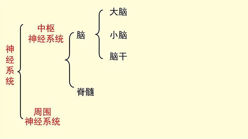 京改版生物七年级下册课件 8.1 神经系统的组成(17张PPT)第6页
