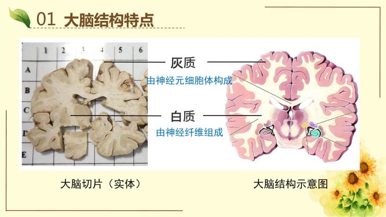 京改版生物七年级下册课件 8.1 神经系统的组成（17张PPT）07