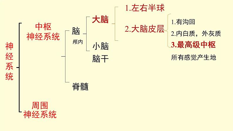 京改版生物七年级下册课件 8.1 神经系统的组成(17张PPT)第8页