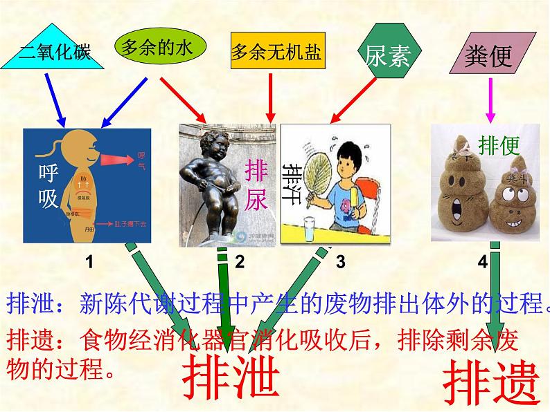 2020--2021学年人教版初中生物七年级下册第四单元第五章 人体内废物的排出 课件(37张PPT)第6页