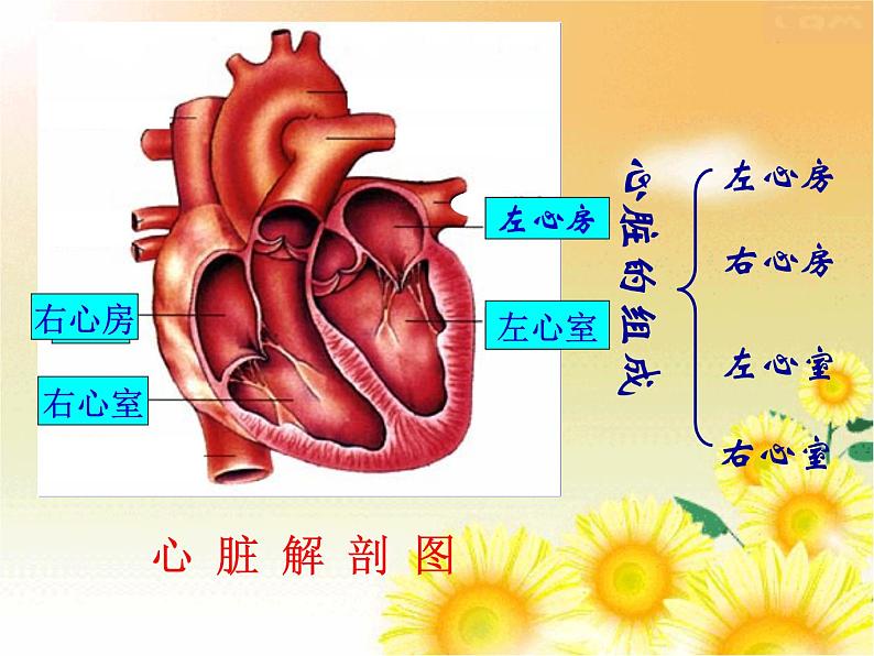 人教版七年级生物下册 4.4.3 输送血液的泵-心脏(第1课时) 课件(24张PPT)第8页