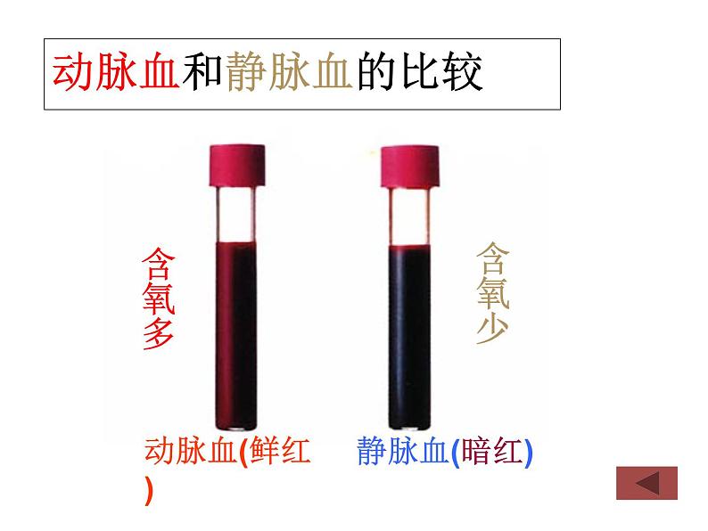 人教版生物七年级下册 4.4.3输送血液的泵——心脏 (第2课时)课件 (20张PPT)08