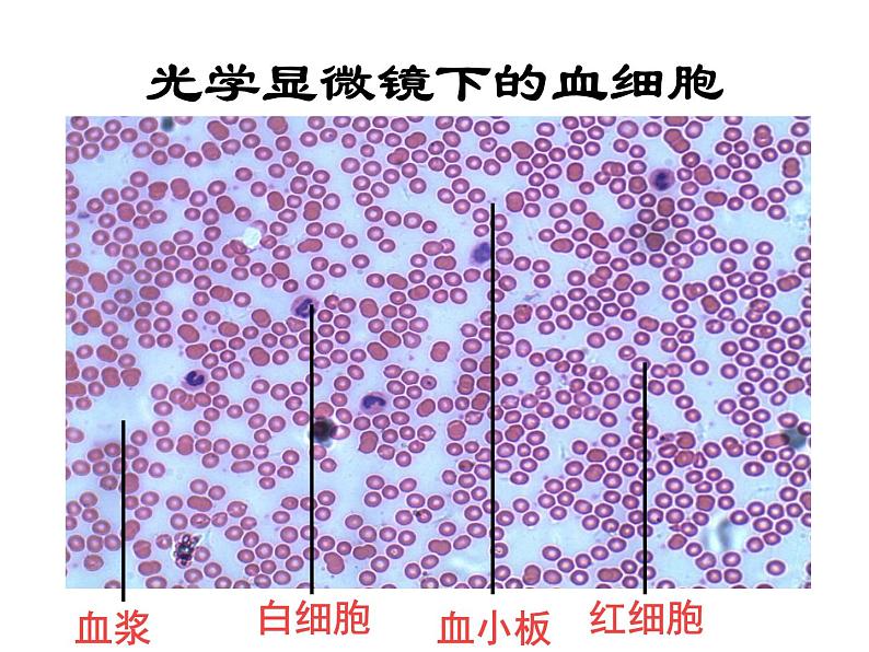 人教版生物七年级下册4.4.1 流动的组织——血液课件(33张PPT)08