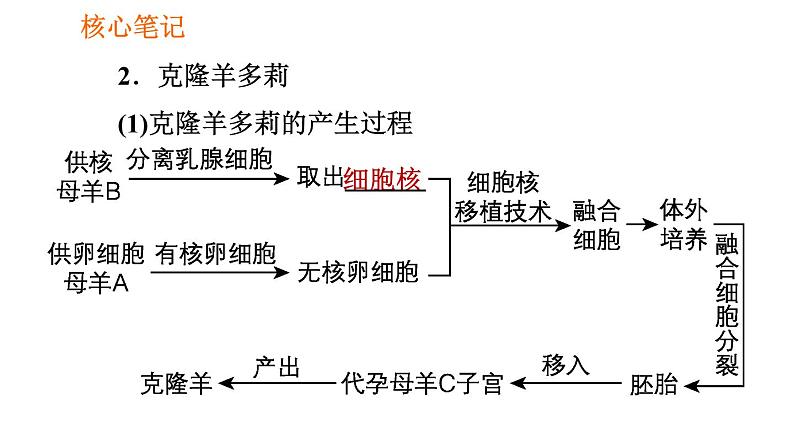 人教版七年级上册生物习题课件 第二单元 2.1.4.2 细胞核是控制中心第3页