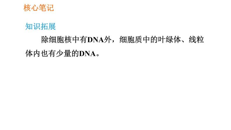 人教版七年级上册生物习题课件 第二单元 2.1.4.2 细胞核是控制中心05