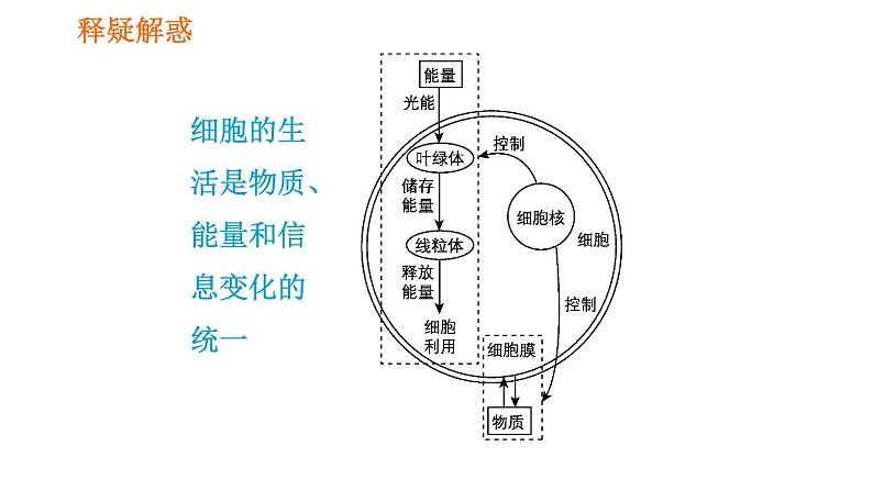 人教版七年级上册生物习题课件 第二单元 2.1.4.2 细胞核是控制中心第7页