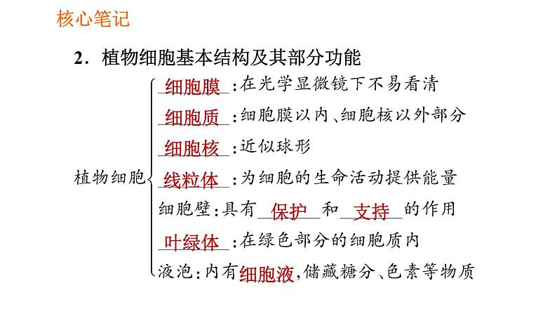 人教版七年级上册生物习题课件 第二单元 2.1.2.2 植物细胞的基本结构03