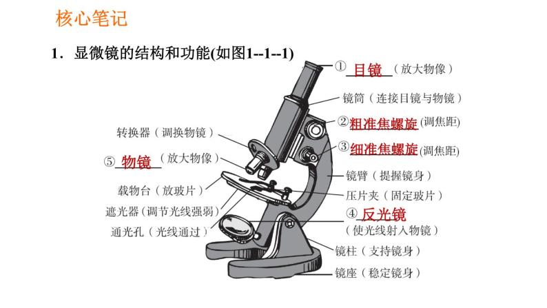 人教版七年级上册生物习题课件 第二单元 2.1.1 练习使用显微镜02