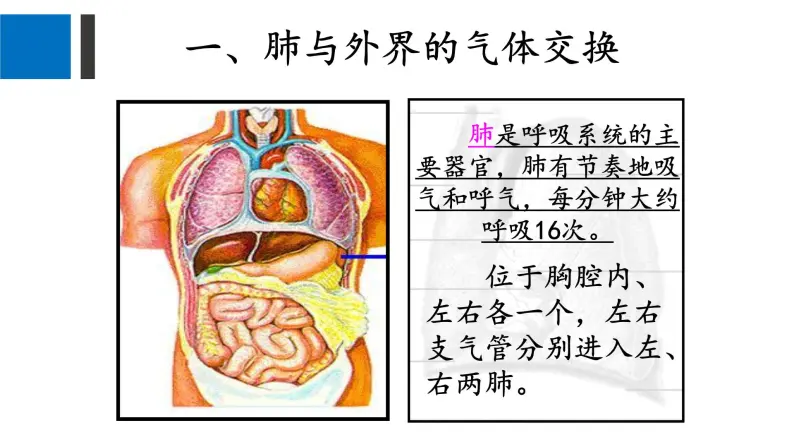 人教版生物七年级下册4.3.2发生在肺内的气体交换 课件PPT05