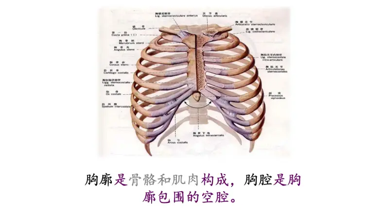 人教版生物七年级下册4.3.2发生在肺内的气体交换 课件PPT07