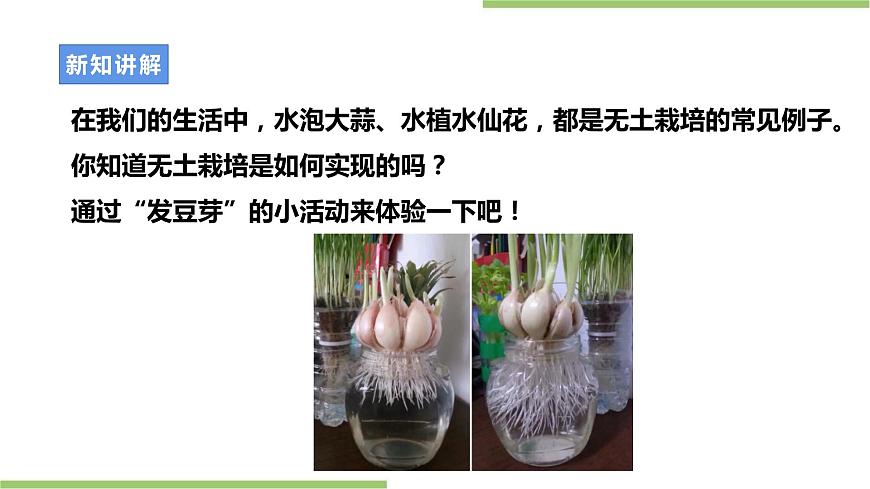 粵教版初中第二單元第2課《發(fā)豆芽·無土栽培新技術》課件第8頁