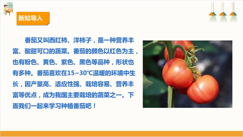【人教版】八下劳技  项目六《种植番茄》课件+教案+素材03