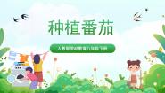 人教版劳动项目六 种植番茄优秀课件ppt