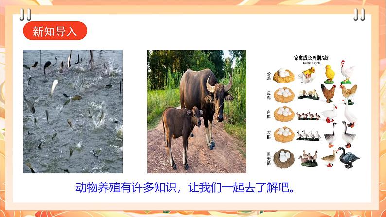 广州版综合实践活动九年级下册 主题三 《动物养殖快乐多》(第二课时)课件第3页