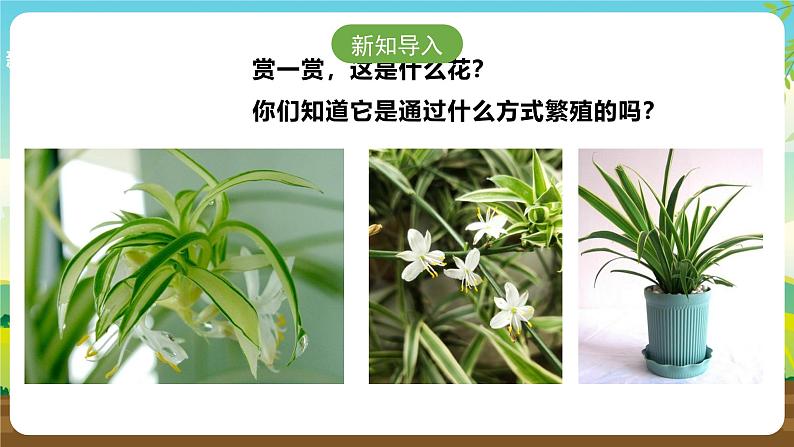 浙教版七下劳动 项目二任务二《花卉的分株繁殖》课件第3页