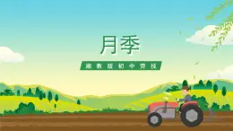 湘教版初中勞技 第12課《月季》課件+教案