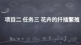 浙教版初中七年級下冊勞技術(shù) 項目二 任務(wù)三 花卉的扦插繁殖【課件】