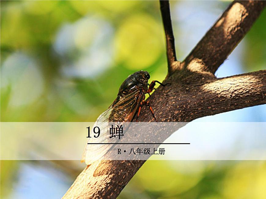 19 蟬課件PPT第1頁