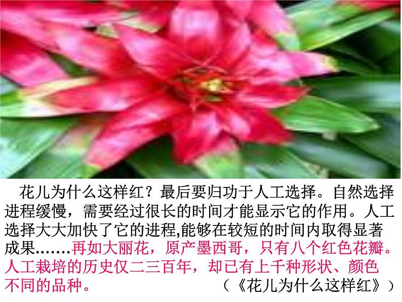 说明方法在写作中的运用课件PPT第3页