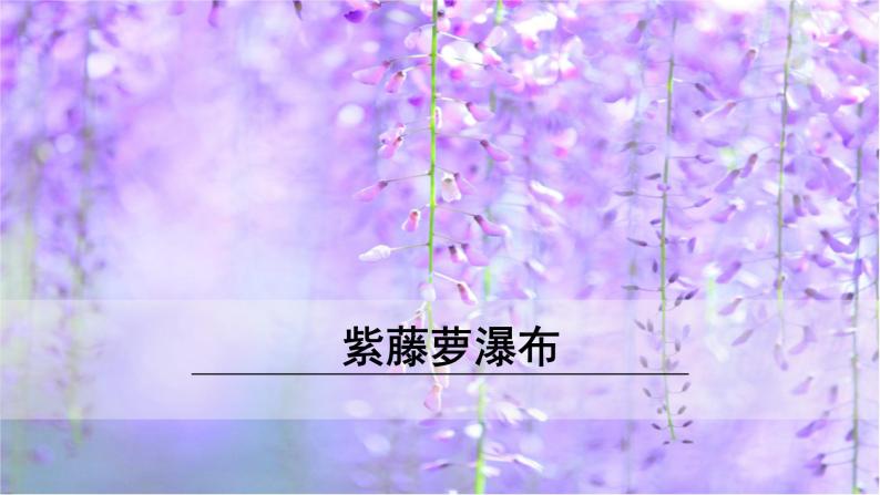 18《紫藤萝瀑布》课件01