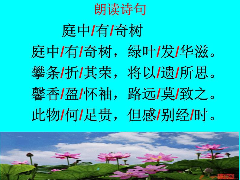 庭中有奇树课件+教案03