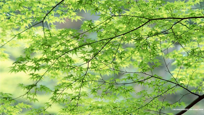 1.春 课件+教案+同步检测试题(含答案)-部编版七年级语文上册02