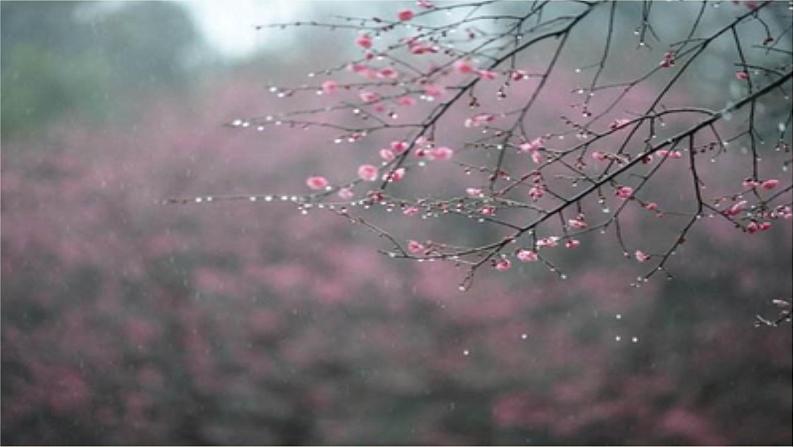 3、雨的四季 课件+J教案+同步测试题—部编版七年级语文上册(共30张PPT)02