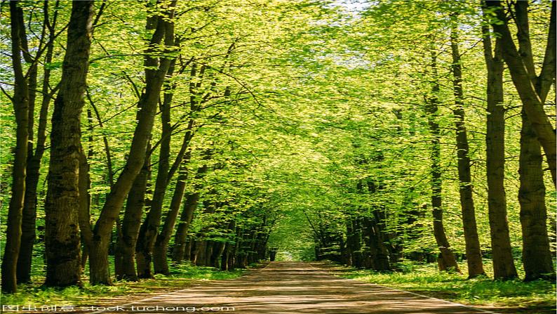 13 植树的牧羊人 课件+教案+同步测试题-部编版七年级上册05