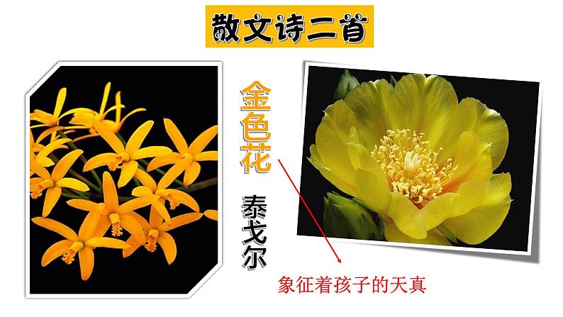 部编版七年级语文上册--7 .1散文诗二首之《金色花》课件第3页
