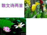 人教部編版七年級上冊金色花背景圖ppt課件